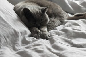 A gray cat sleeping in owner's bed.