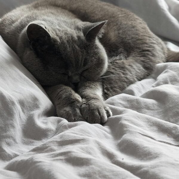A gray cat sleeping in owner's bed.