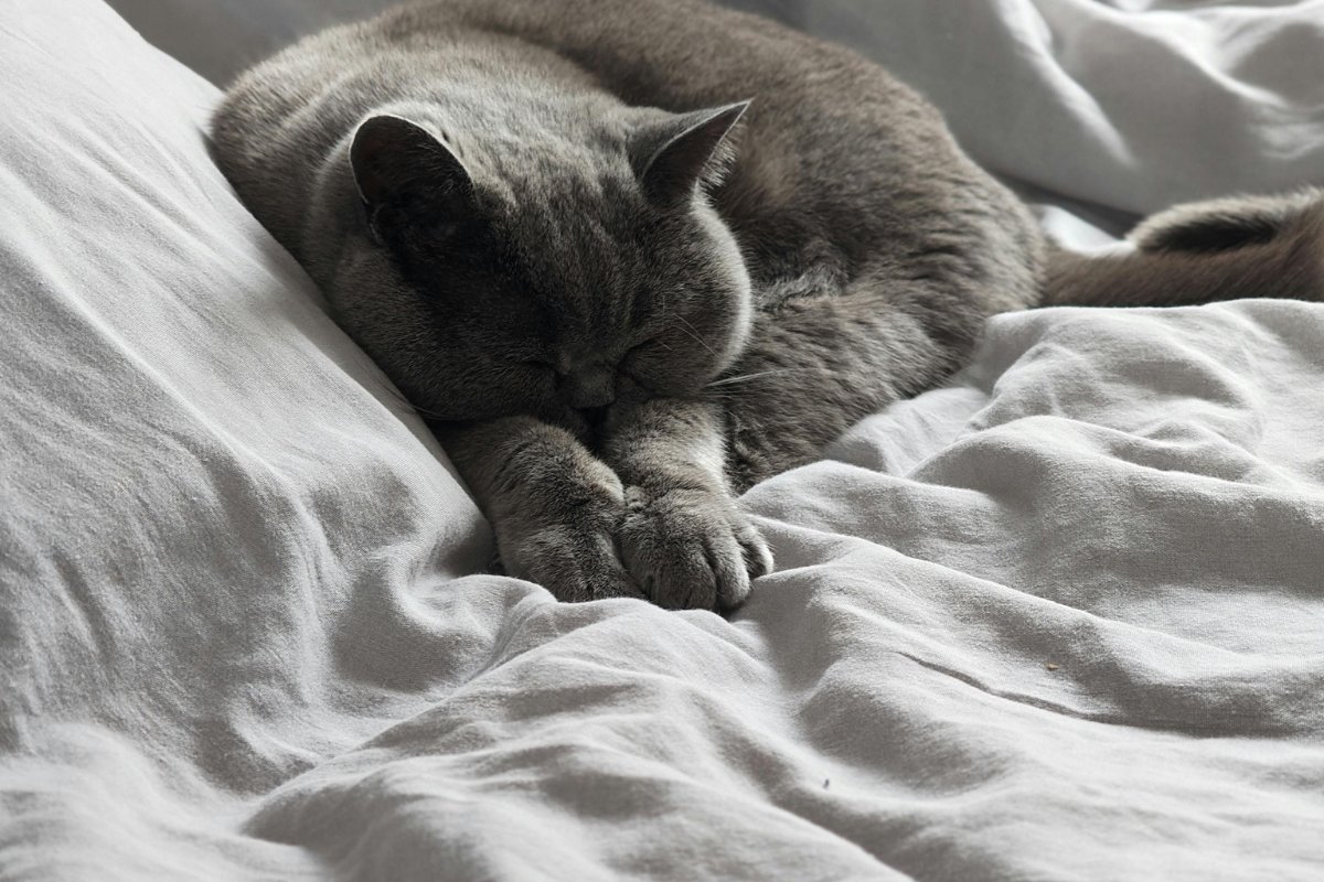 A gray cat sleeping in owner's bed.