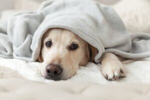 A new pet dog hides under a blanket while adjusting to his new surroundings.