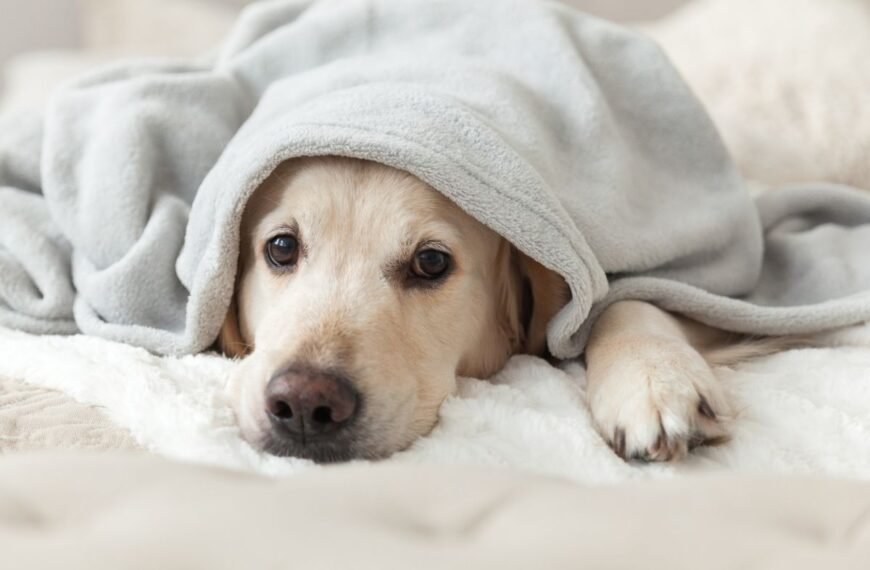 A new pet dog hides under a blanket while adjusting to his new surroundings.