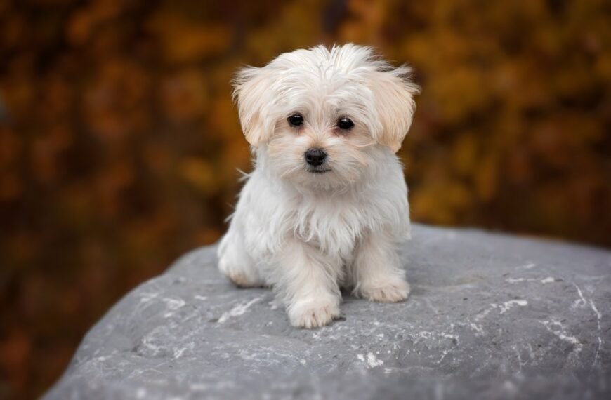 How much should you feed your puppy or kitten?